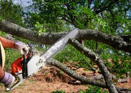 How Our Tree Care Process Works  in  Murrells Inlet, SC